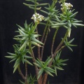 tetragona ssp.robusta