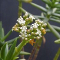 tetragona ssp.robusta