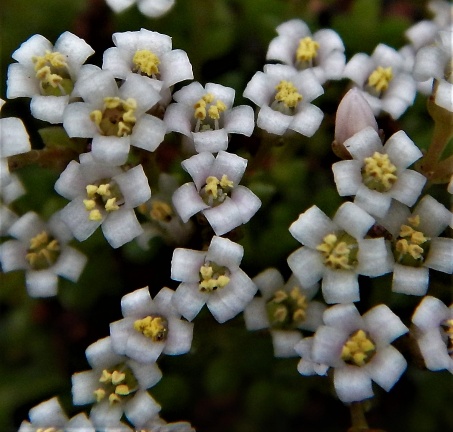 exilis ssp.sedifolia (3)