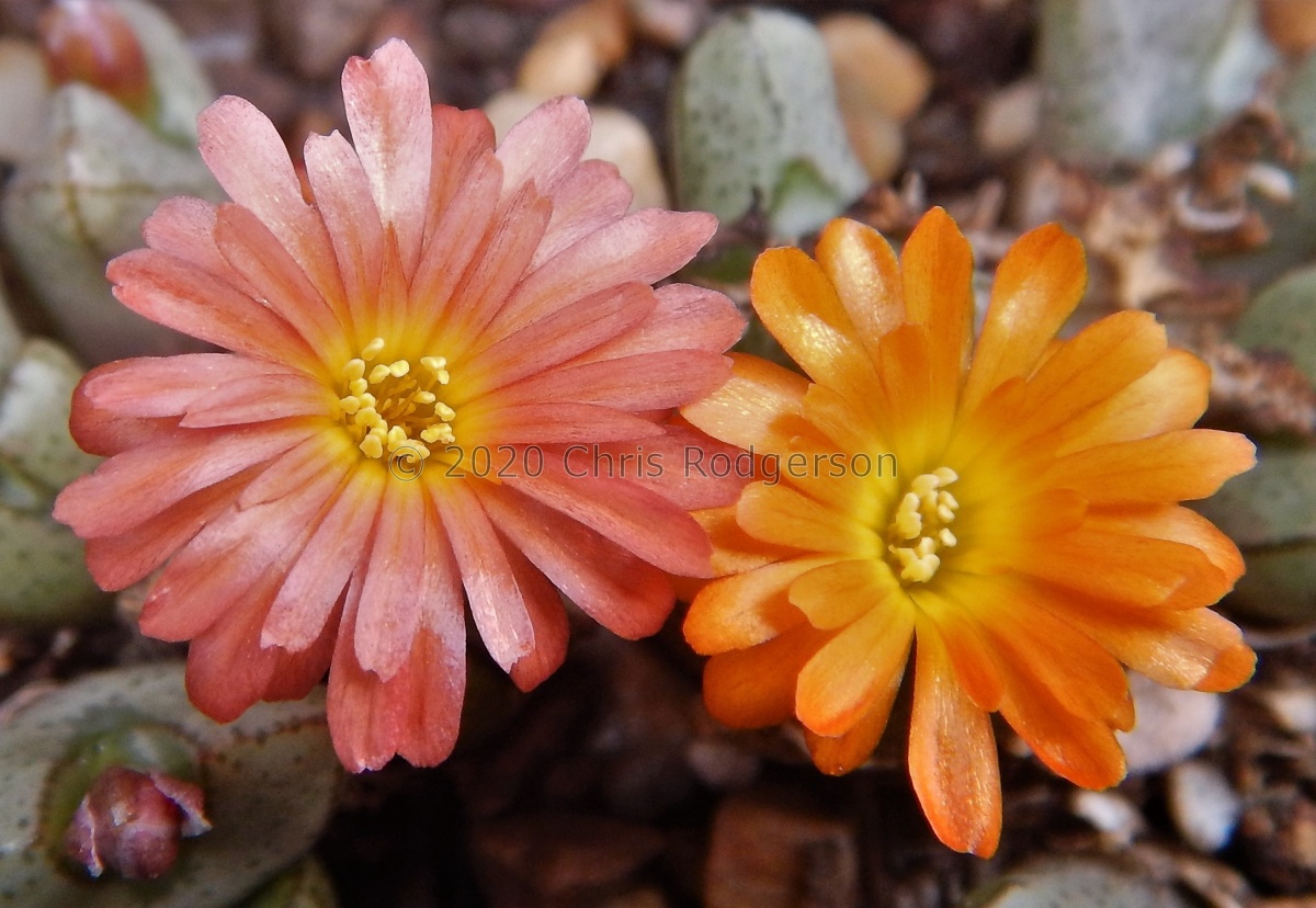 turrigerum x marnierianum.JPG