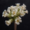 ausenisi ssp.giessii (3)