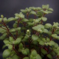 expansa var.fragilis STR s.n. (2)
