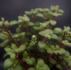 expansa var.fragilis STR s.n. (2)