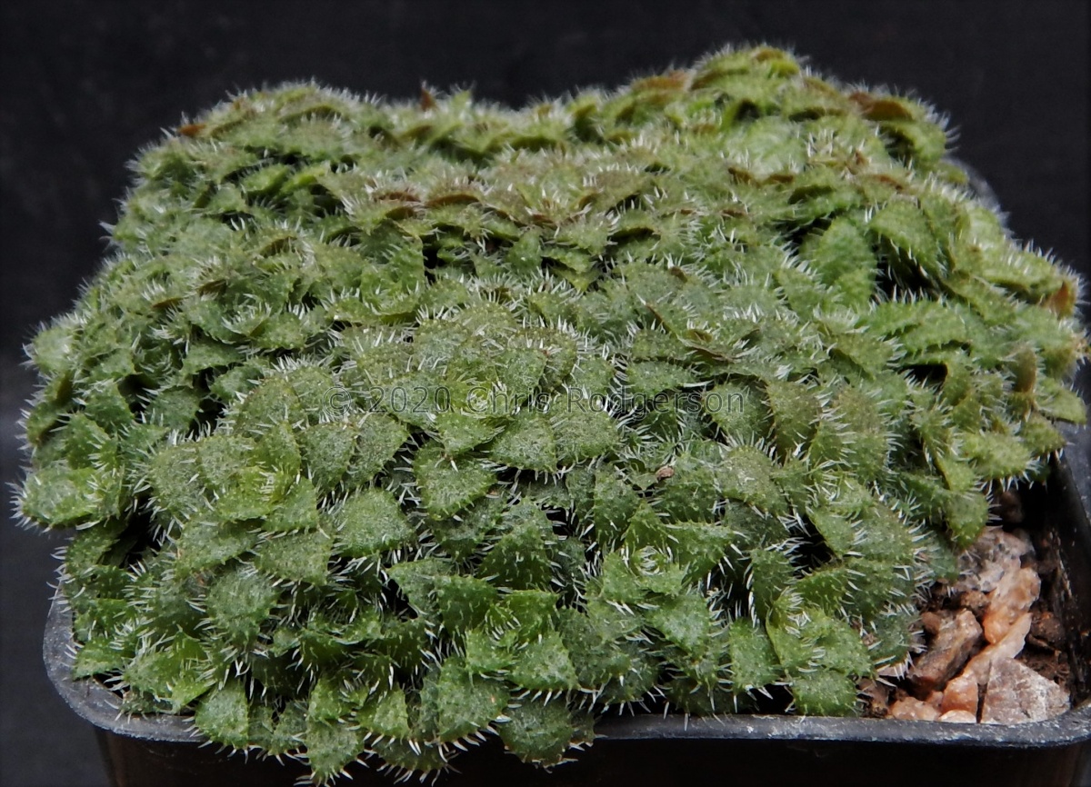 setulosa Lehmann 292.JPG