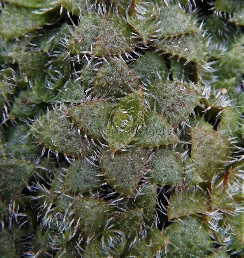setulosa Lehmann 292 (2).JPG