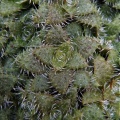 setulosa Lehmann 292 (2)