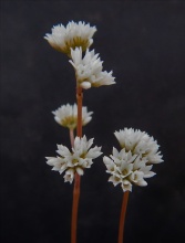 cremnophila (4)