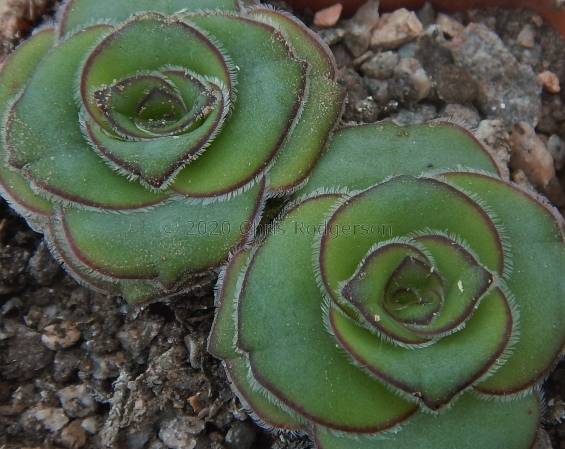 cremnophila.JPG