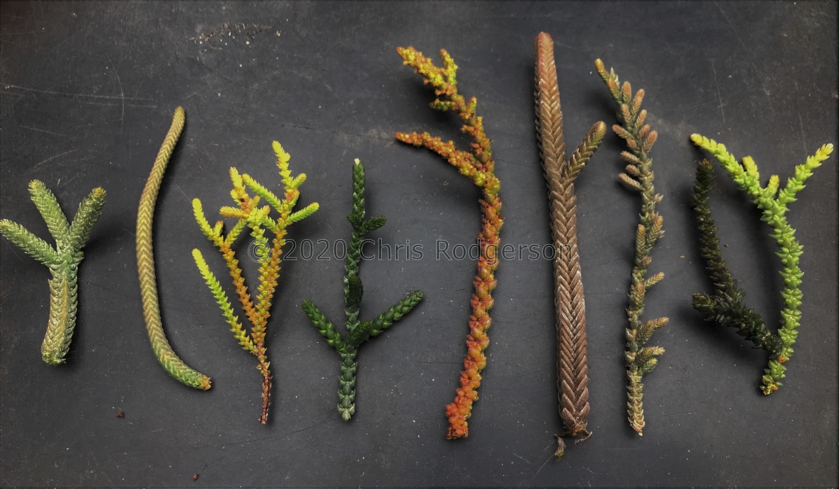 variation within muscosa.JPG
