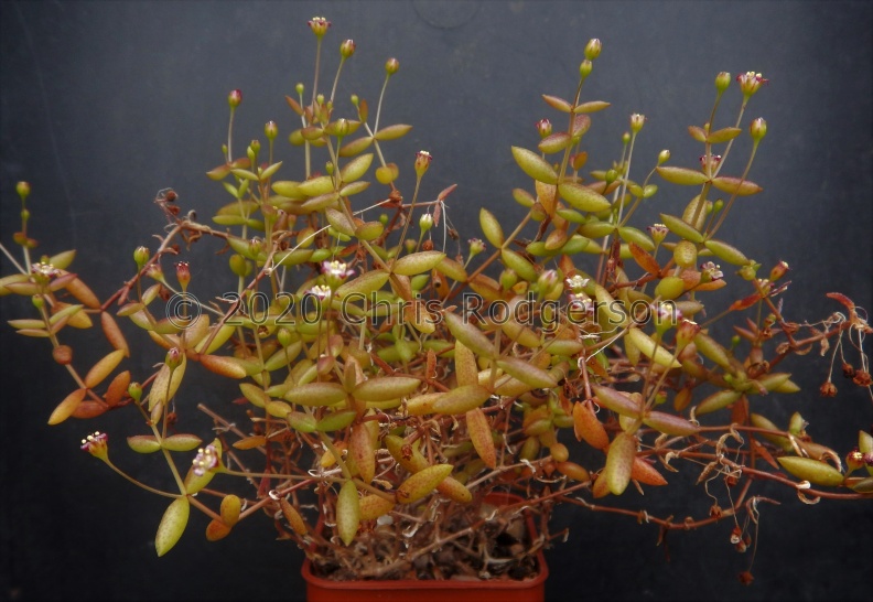 expansa ssp.pyrifolia.JPG