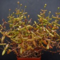 expansa ssp.pyrifolia