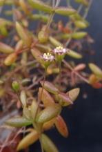 expansa ssp.pyrifolia (2)