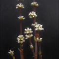 tomentosa var.glabrifolia