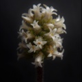 tomentosa var.glabrifolia (3)