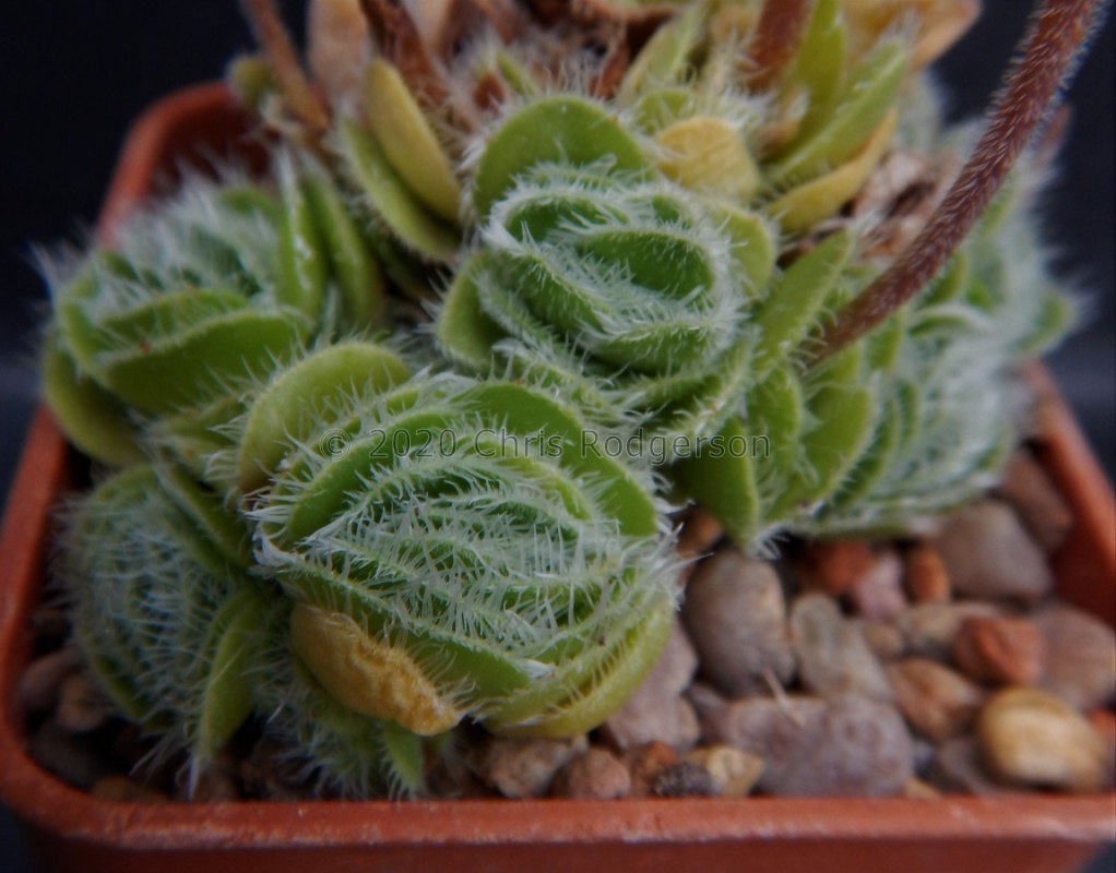 tomentosa var.glabrifolia (4)