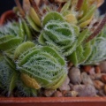 tomentosa var.glabrifolia (4)