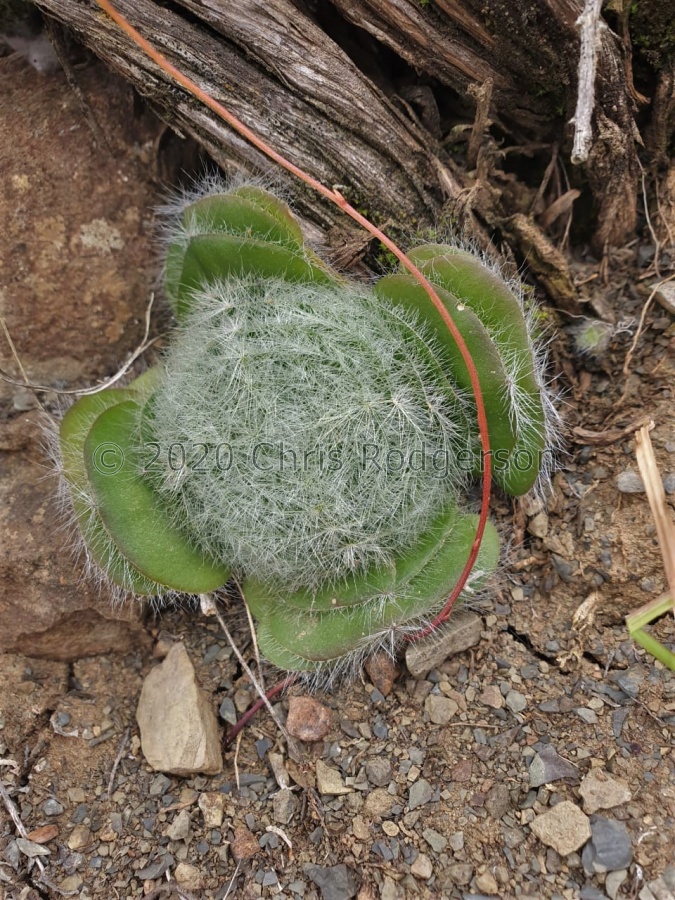 barbata (photo Dawie Human).JPG