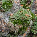 setulosa Mpumalanga (photo Adam Harrower) (2)