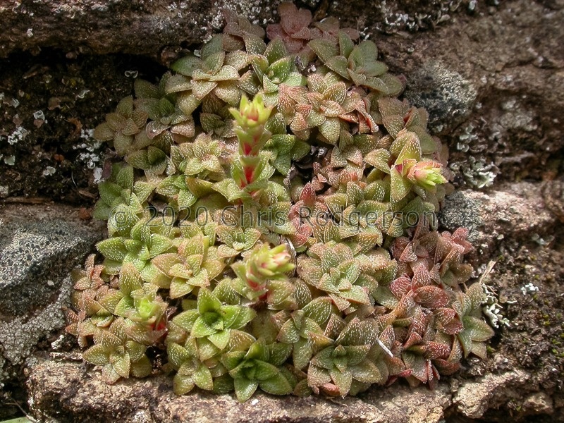 setulosa KwaZulu Natal (photo Adam Harrower)