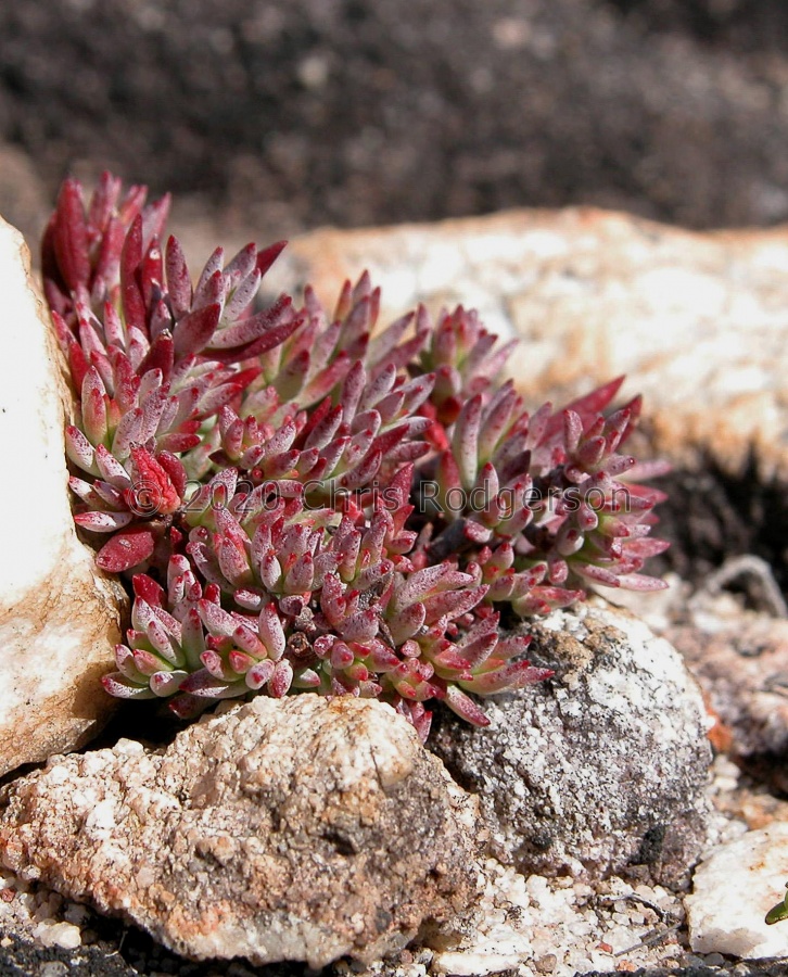 biplanata  (photo Marc Mougin).jpg