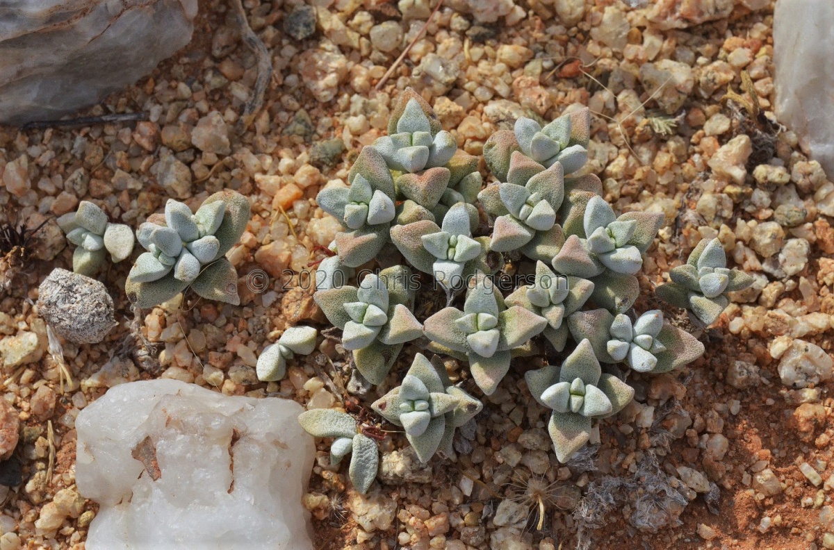 deltoidea N Grunau (photo Marc Mougin).jpg
