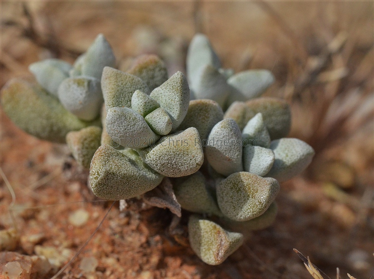 deltoidea N Grunau (photo Marc Mougin) (2).jpg