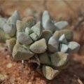 deltoidea N Grunau (photo Marc Mougin) (2)