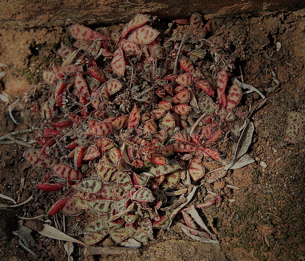 exilis ssp.cooperi Graaf Reinet (photo Marc Mougin) (2).jpg