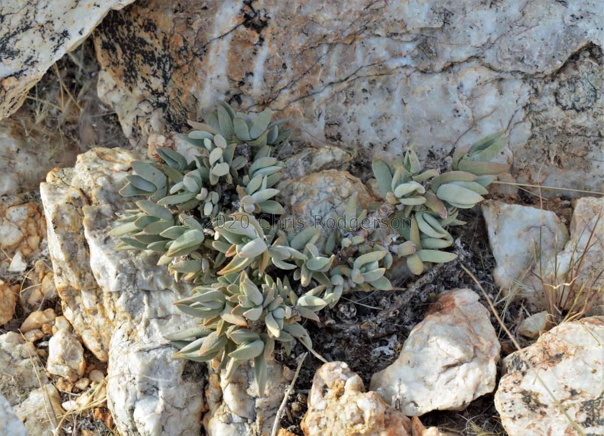 garibina Fish River Canyon (photo Marc Mougin).jpg