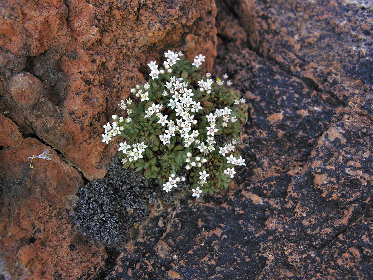 exilis ssp.sedifolia Gamsberg (photo Marc Mougin) (2).jpg