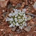 mesembryanthemopsis Warmbad (photo Marc Mougin)