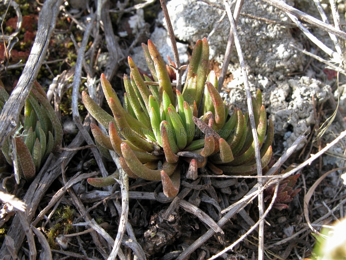 nudicaulis Mossel Bay (photo Marc Mougin).jpg