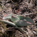 perfoliata var.minor N Addo (photo Marc Mougin)
