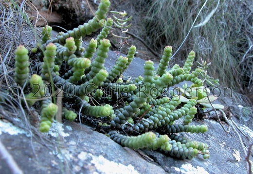 rupestris ssp.marnieriana