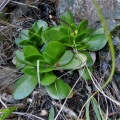 platyphylla Citrusdal (photo Nathalie Lartigue)