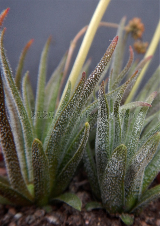 nudicaulis Mossel Bay.JPG