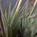 nudicaulis SS1100 Mossel Bay