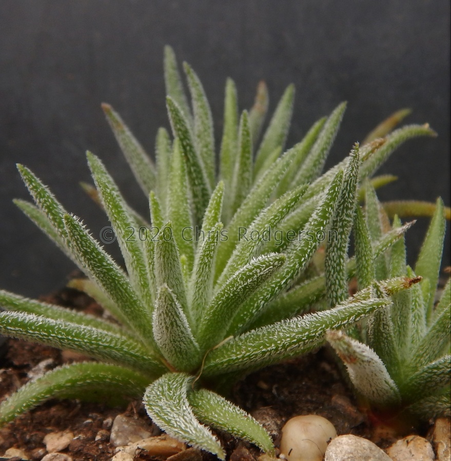 nudicaulis Mossel Bay (2).JPG