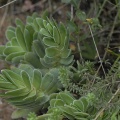 ciliata Mossel Bay (photo Jacques Garnault)
