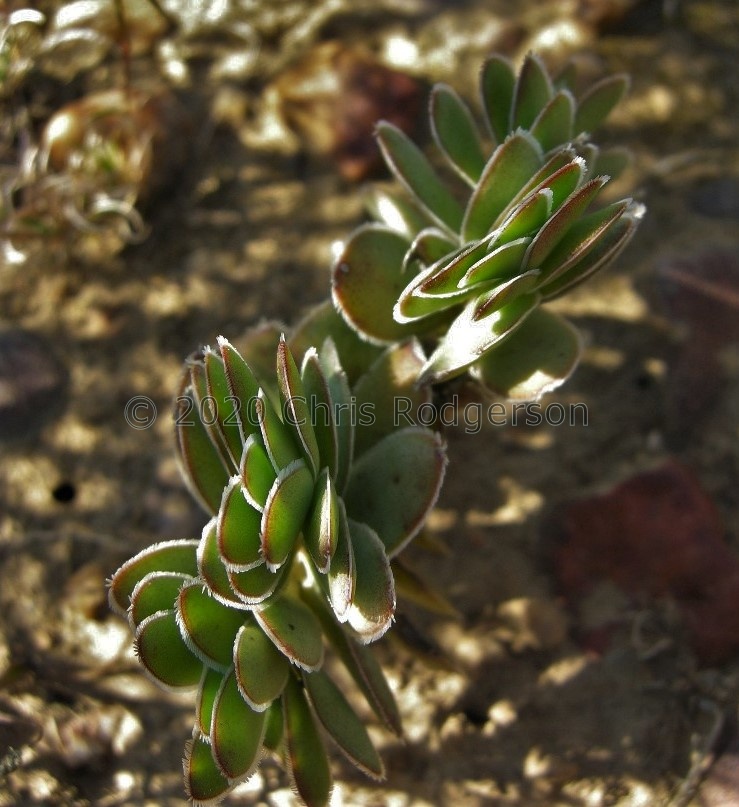 cilliata Riversdale (photo Nathalie Lartigue).jpg