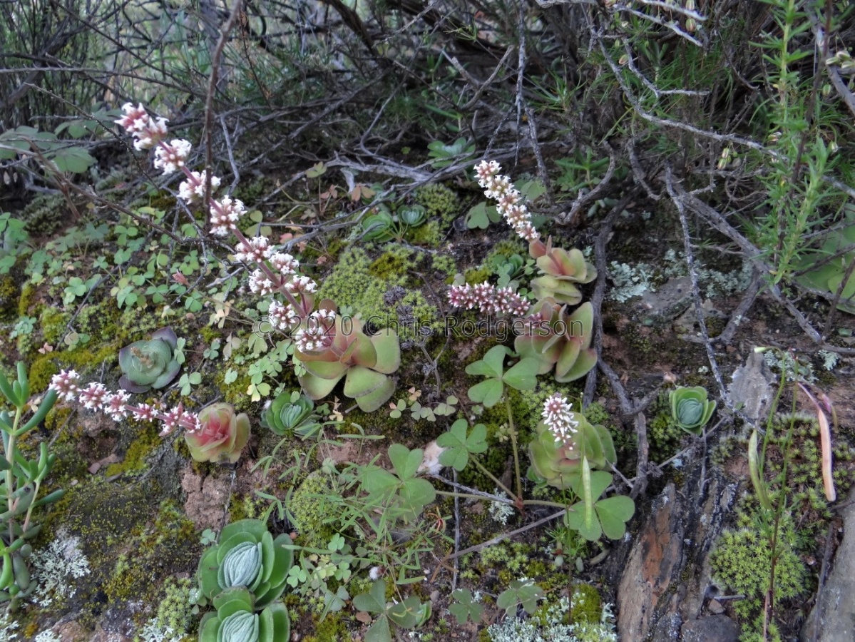 tomentosa Vanrhynsdorp (photo Christophe Assalit).JPG
