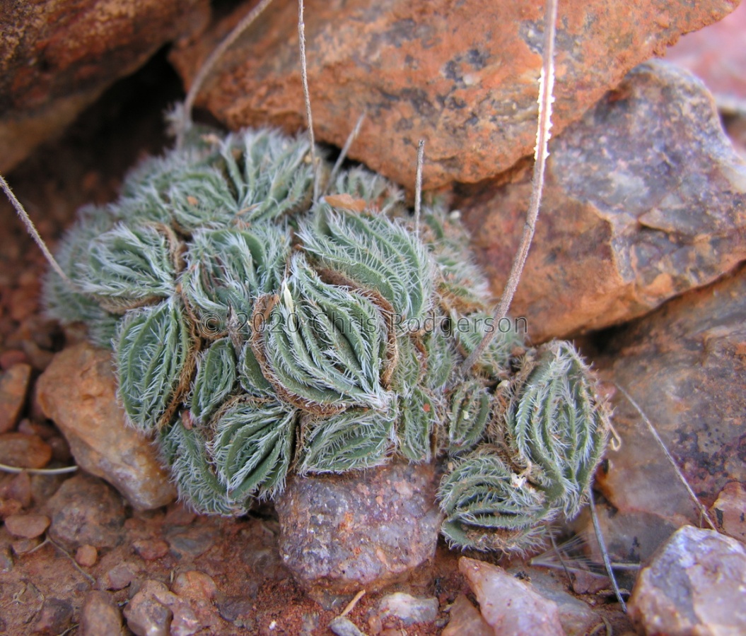 tomentosa var glabrifolia Gamsberg (photo Marc Mougin).JPG