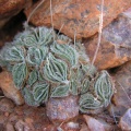 tomentosa var glabrifolia Gamsberg (photo Marc Mougin)