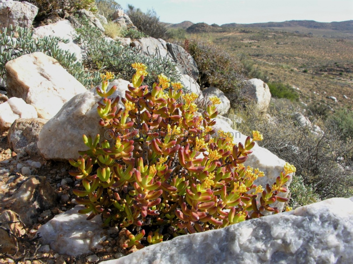 brevifolia N Springbok (photo Marc Mougin).JPG