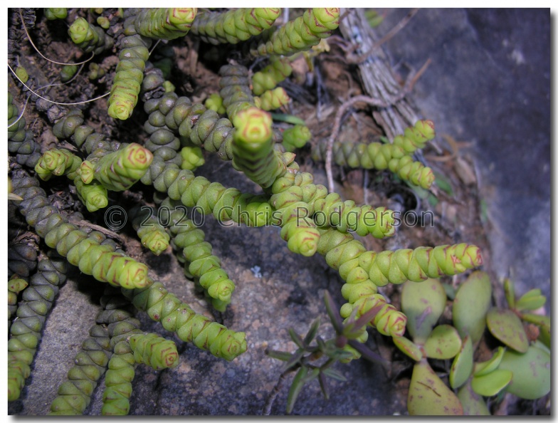 rupestris ssp.marnieriana Ladismith (photo Garnault).jpg