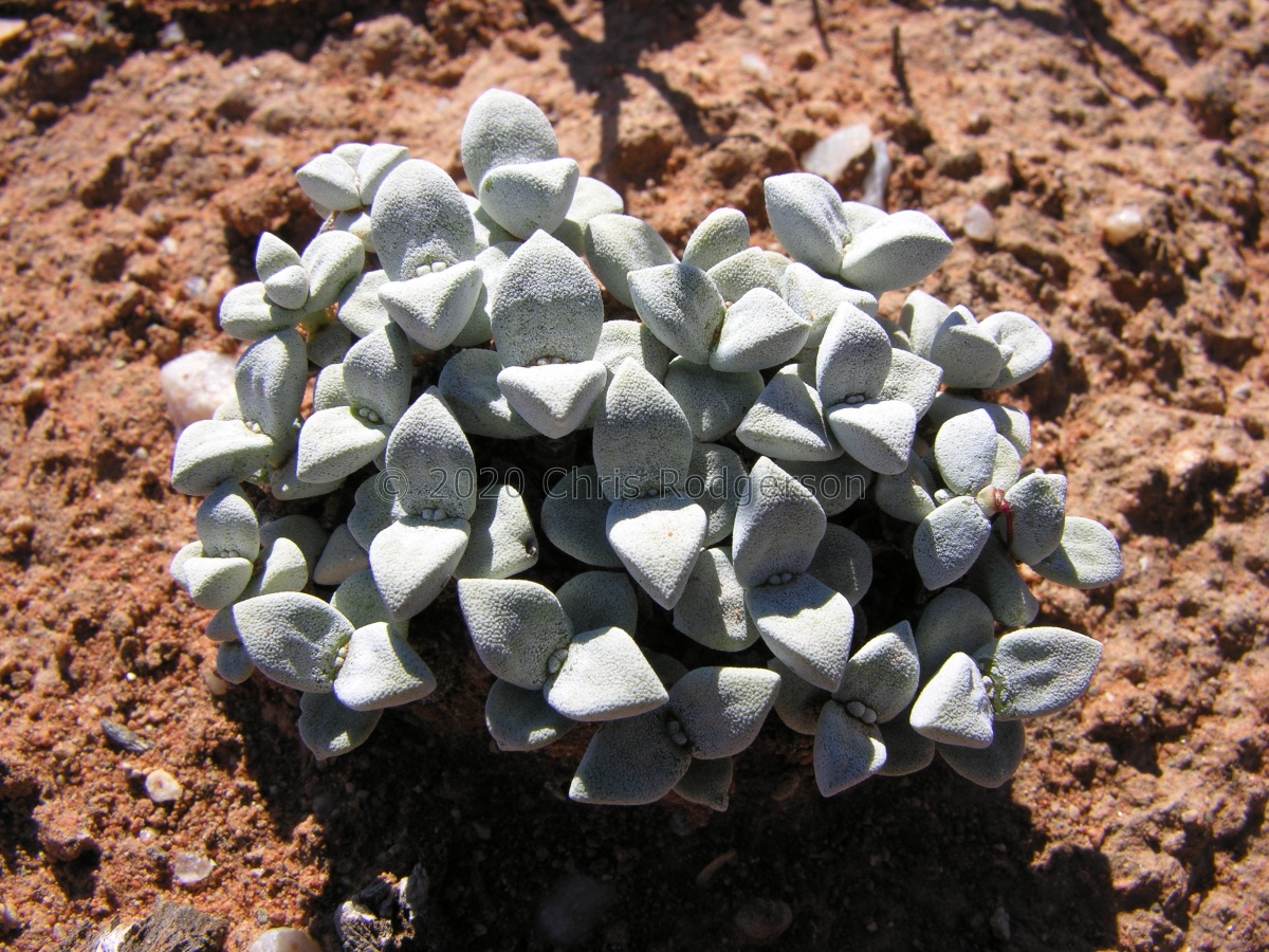deltoidea S Eksteenfontein (photo Marc Mougin).jpg