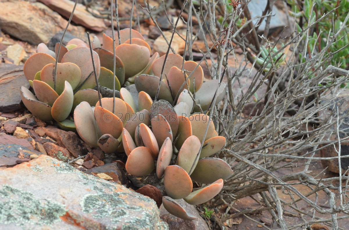 alstonii Steinkopf (photo Marc-Mougin).jpg
