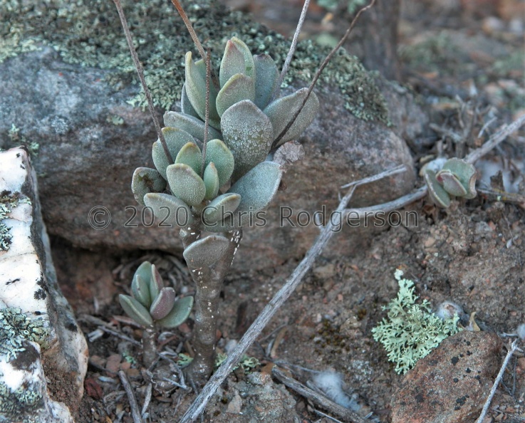 caryophyllaceus Ladismith (photo Marc Mougin).jpg