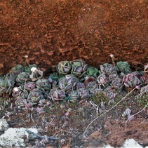 cristatus var. cristatus