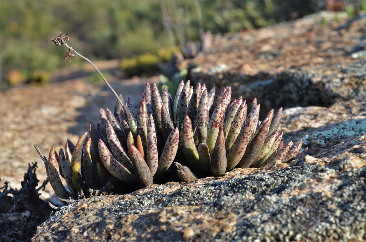 filicaulis W Springbok (photo Marc Mougin).jpg